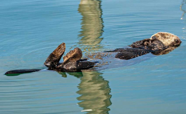 Jumlah Rusa Menyusut di Alaska, Serigala Mangsa Berang-Berang Laut