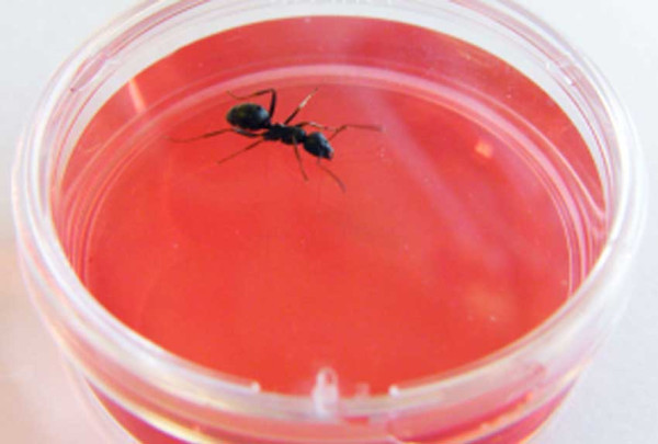 Baru Terungkap, Semut Mampu Mendeteksi Kanker dari Urine