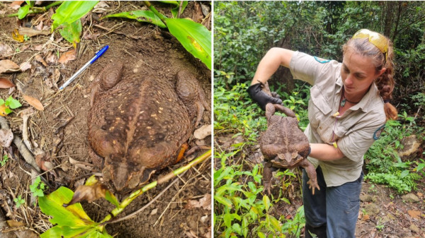 Kodok Monster yang Lebih Besar dari Toadzilla Bakal Bikin Geger Dunia