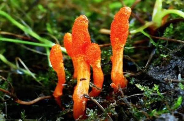 5 Kelebihan Jamur Cordyceps, Digunakan sebagai Suplemen Kesehatan