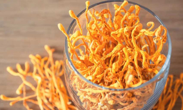 5 Kelebihan Jamur Cordyceps, Digunakan sebagai Suplemen Kesehatan