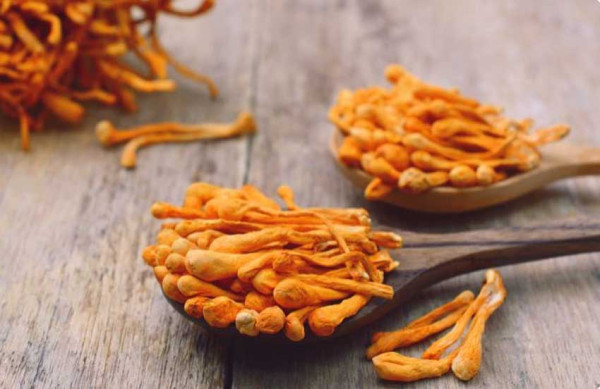 5 Kelebihan Jamur Cordyceps, Digunakan sebagai Suplemen Kesehatan