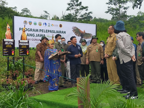 Pertama, Sepasang Elang Jawa Dilepasliarkan di Taman Nasional Gunung Gede-Pangrango Bogor