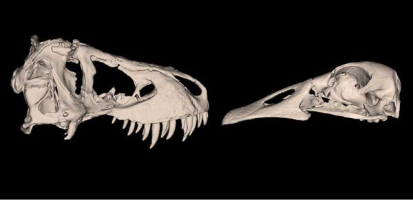 Menelusuri Asal-Usul Burung, Berevolusi Lambat Sejak Zaman Jurassic