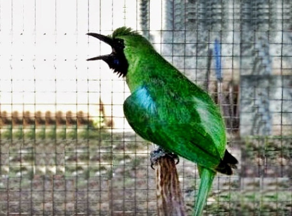 Deretan Burung Kicau yang Dulunya Eksis Kini Terancam Punah dan Dilindungi