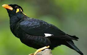 Deretan Burung Kicau yang Dulunya Eksis Kini Terancam Punah dan Dilindungi