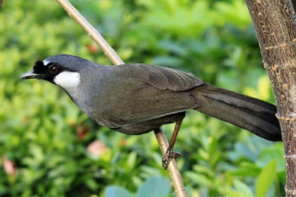 Deretan Burung Kicau yang Dulunya Eksis Kini Terancam Punah dan Dilindungi