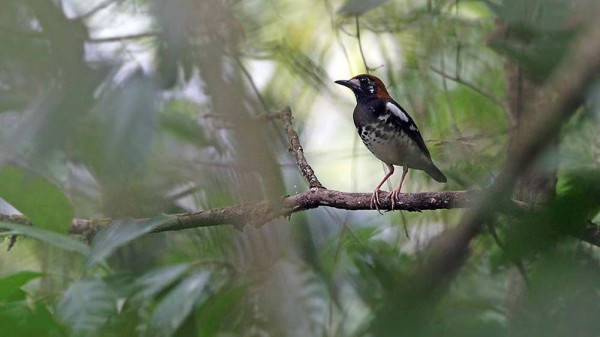Deretan Burung Kicau yang Dulunya Eksis Kini Terancam Punah dan Dilindungi