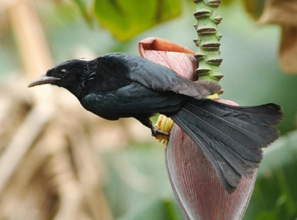 Deretan Burung Kicau yang Dulunya Eksis Kini Terancam Punah dan Dilindungi