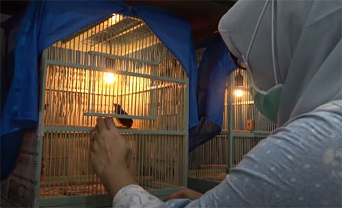 Kisah Rika, Peternak Burung Kicau yang Sukses Raup Banyak Cuan dari Penangkaran Murai Batu
