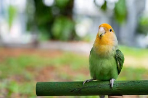 5 Burung Kicau dengan Suara Indah yang Sering Dipelihara Orang Indonesia, Murai Batu Paling Disukai