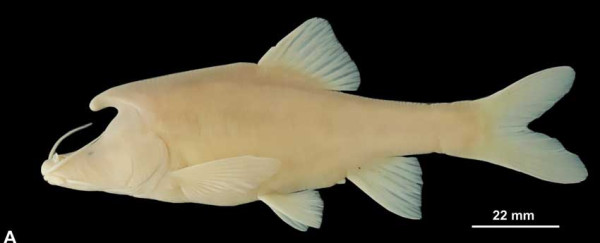 Misterius dan Langka, Ikan Buta Ini Punya Tanduk Mirip Unicorn