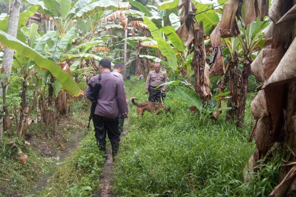 Dramatis! 40 Hari Polisi Berjibaku di Hutan Belantara Malang Selatan Buru Pembunuh Mama Muda