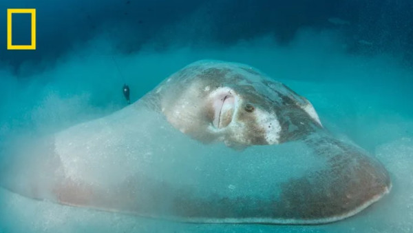 Ikan Manta Terbesar dan Terlangka di Dunia Ditemukan di Mozambik