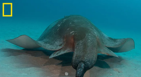 Ikan Manta Terbesar dan Terlangka di Dunia Ditemukan di Mozambik