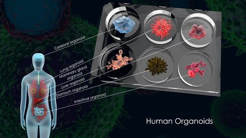 Ilmuwan Sukses Transplantasi Otak Manusia Buatan ke Kepala Tikus