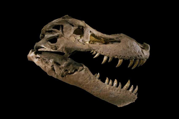 5 Negara Tempat Penemuan Fosil Dinosaurus, Nomor Terakhir Ditemukan Tulang Megalosaurus
