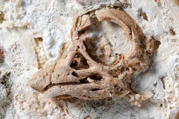 5 Negara Tempat Penemuan Fosil Dinosaurus, Nomor Terakhir Ditemukan Tulang Megalosaurus