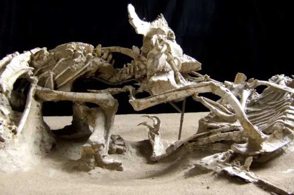 5 Negara Tempat Penemuan Fosil Dinosaurus, Nomor Terakhir Ditemukan Tulang Megalosaurus