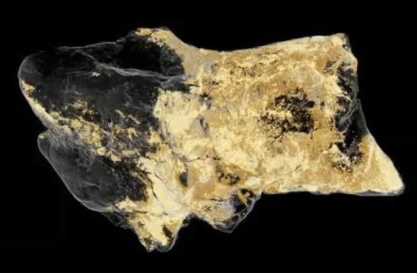 5 Negara Tempat Penemuan Fosil Dinosaurus, Nomor Terakhir Ditemukan Tulang Megalosaurus