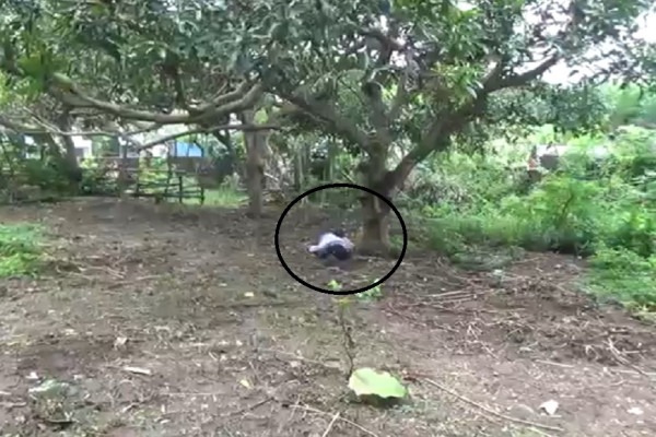 Astaga! Bule Rusia Ditemukan Tidur di Kandang Sapi, Warga Ungasan Bali Geger