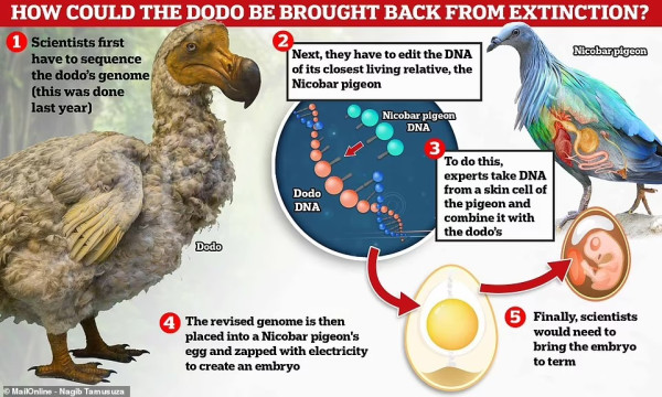 Dinosaurus Minggir Dulu, Ini Hewan-hewan yang akan Dibangkitkan dari Kepunahan