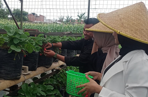 Sensasi Memetik Strawberry di Kota Batu nan Sejuk, Cocok untuk Wisata Edukasi Keluarga