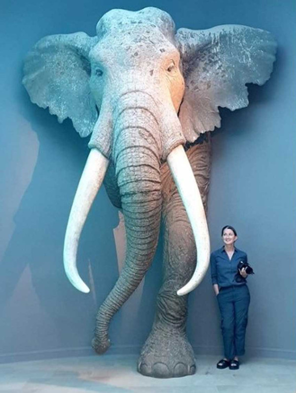 Begini Penampakan Gajah Raksasa yang Hidup 125.000 Tahun Lalu, Tinggi 4 Meter dan Berat 4 Ton