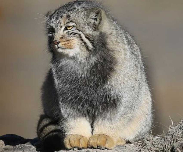 Pallas, Kucing Liar Langka Ditemukan di Gunung Everest