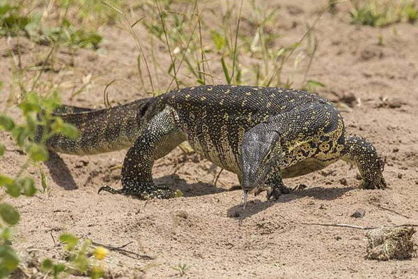 5 Hewan Buas yang Terdapat di Pulau Kalimantan, Nomor Terakhir Punya Bentuk dan Bulu Eksotis