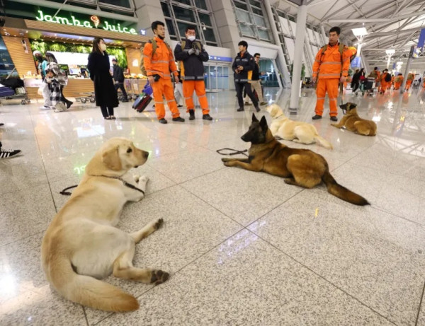Kisah Anjing-anjing Pahlawan Pencari Korban Gempa Turki dan Suriah