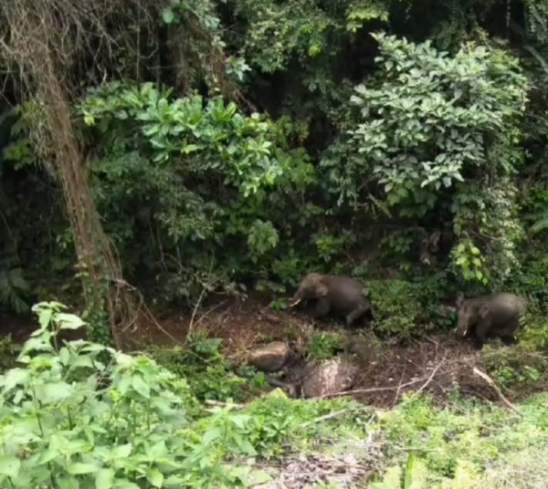 Sejarah Baru, Setelah 43 Tahun Gajah Sumatera Kembali ke Sumbar
