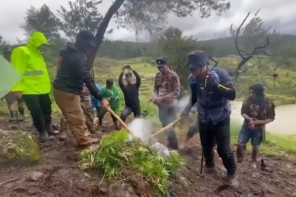 Polisi Tangkap 2 Pemilik dan Musnahkan Ladang Ganja di Bone