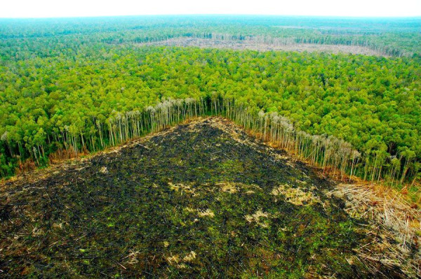 Hutan Amazon akan Berubah Jadi Padang Rumput, Jaguar Bakal Jadi Korban