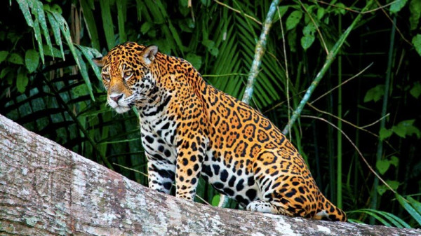 Hutan Amazon akan Berubah Jadi Padang Rumput, Jaguar Bakal Jadi Korban