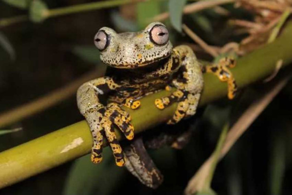 Spesies Katak Baru Ini Punya Warna Indah, Diberi Nama Penulis Buku Lord of the Rings