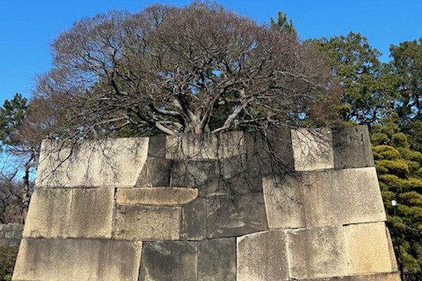 Istana Kekaisaran Tokyo, Bekas Benteng Edo Keturunan Tokugawa yang Terawat hingga Kini