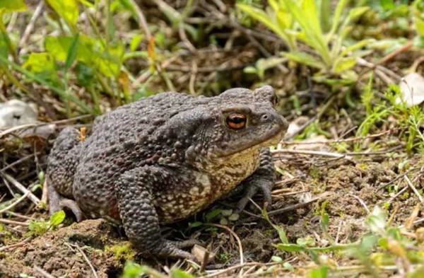 7 Hewan yang Bisa Mendeteksi Gempa Bumi, Ditandai dengan Perilaku Tak Lazim