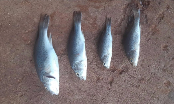 Fenomena Hujan Ikan di Kota Lajamanu Hebohkan Dunia