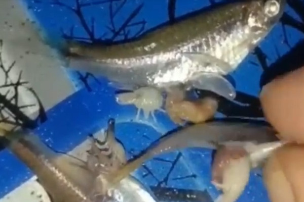 Madina Gempar! Hewan Aneh Ditemukan Dalam Perut Ikan