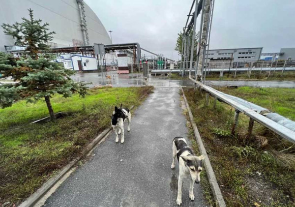 Terpapar Radiasi Nuklir, Genetika Anjing Chernobyl Berubah