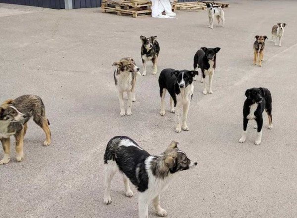 Terpapar Radiasi Nuklir, Genetika Anjing Chernobyl Berubah