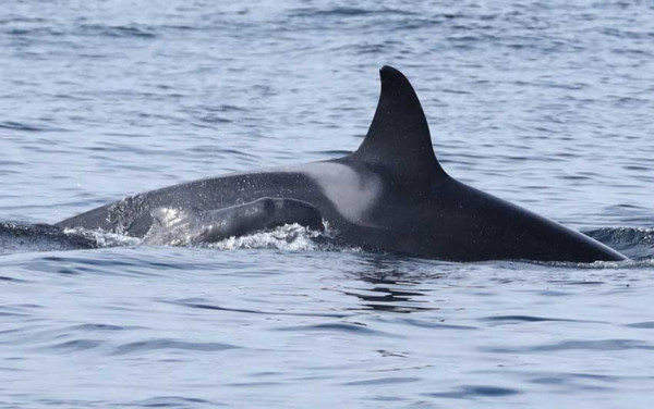 Tanpa Rasa Takut, Bayi Paus Pilot Mengikuti Induk Orca