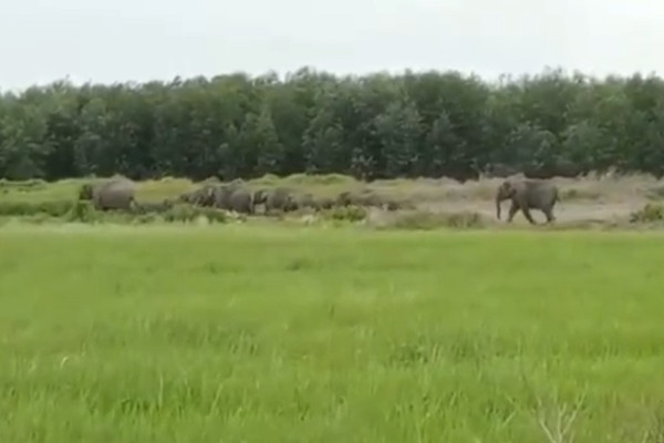 Viral! Puluhan Gajah Terekam Berjalan Keluar Hutan Produksi di Ogan Komering Ilir