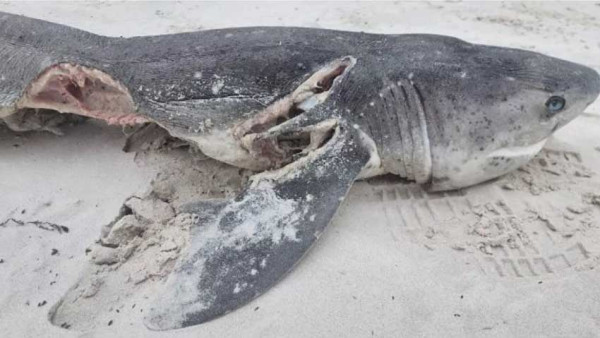 2 Orca Bantai 19 Hiu dalam Satu Hari, Incar Hati Mangsanya