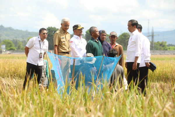 Saat Presiden Jokowi Panen Bersama Menteri Pertanian di Kebumen