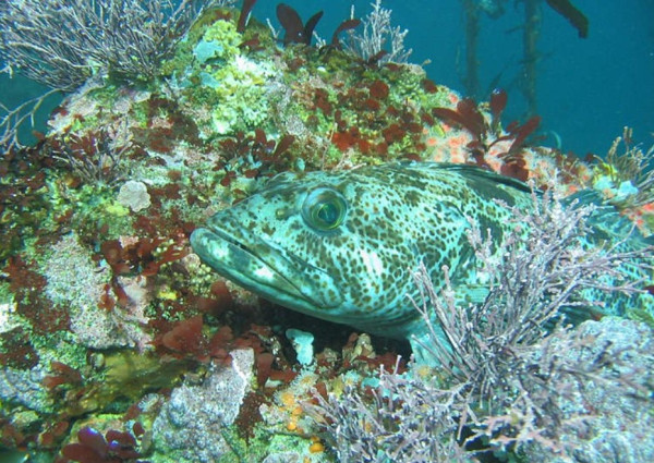 Dijuluki Smurf, Ikan Lingcod Ini Punya Daging Warna Biru Neon