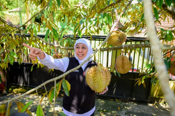 Gubernur Khofifah Dorong Inovasi Petik-Olah-Kemas-Jual Durian dengan Teknik Frozen Fruit