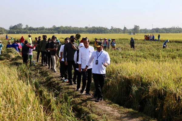 Panen Padi Didampingi Mentan SYL, Presiden Jokowi Senang Produktivitas Tinggi