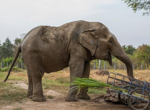 Stop Naik Gajah di Tempat Wisata, Bisa Bikin Tulang Belakang Mereka Bengkok